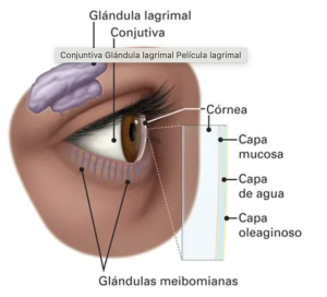 Anatomía de la capa lagrimal. Imagen cortesía de la Academia Americana de Oftalmología (AAO)